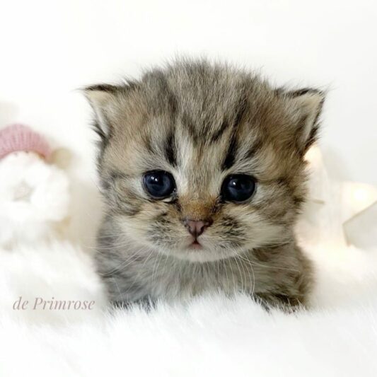 chatterie-british-shorthair