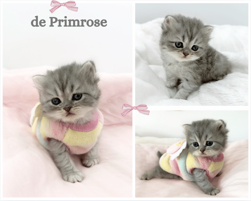 chatterie-de-primrose