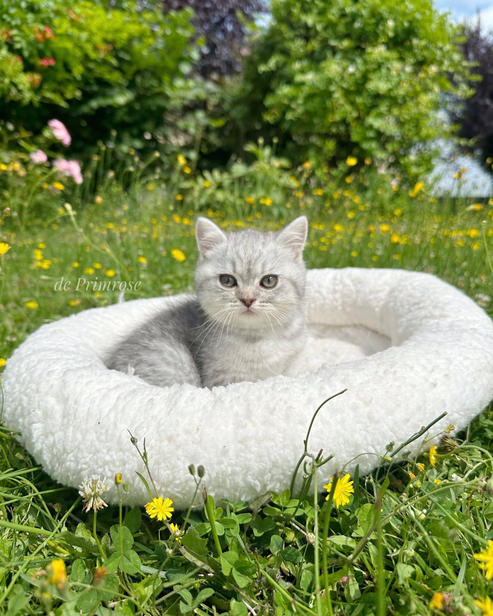 chatterie-british-shorthair