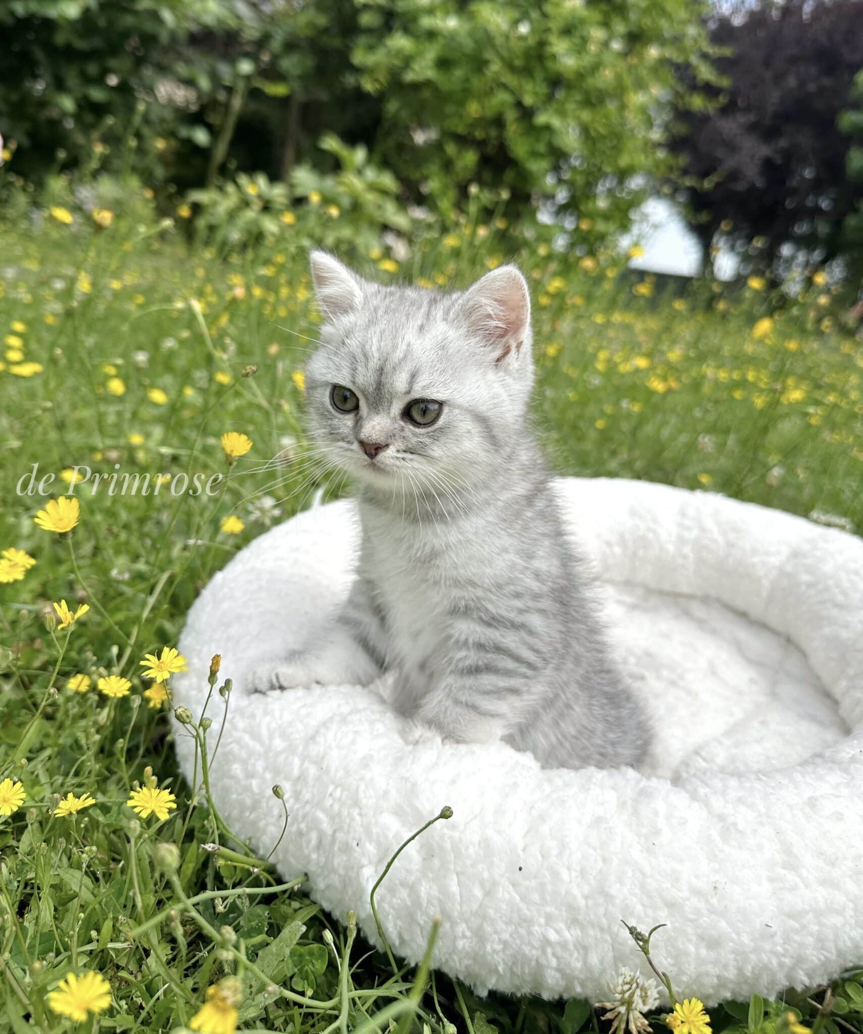 chatterie-british-shorthair