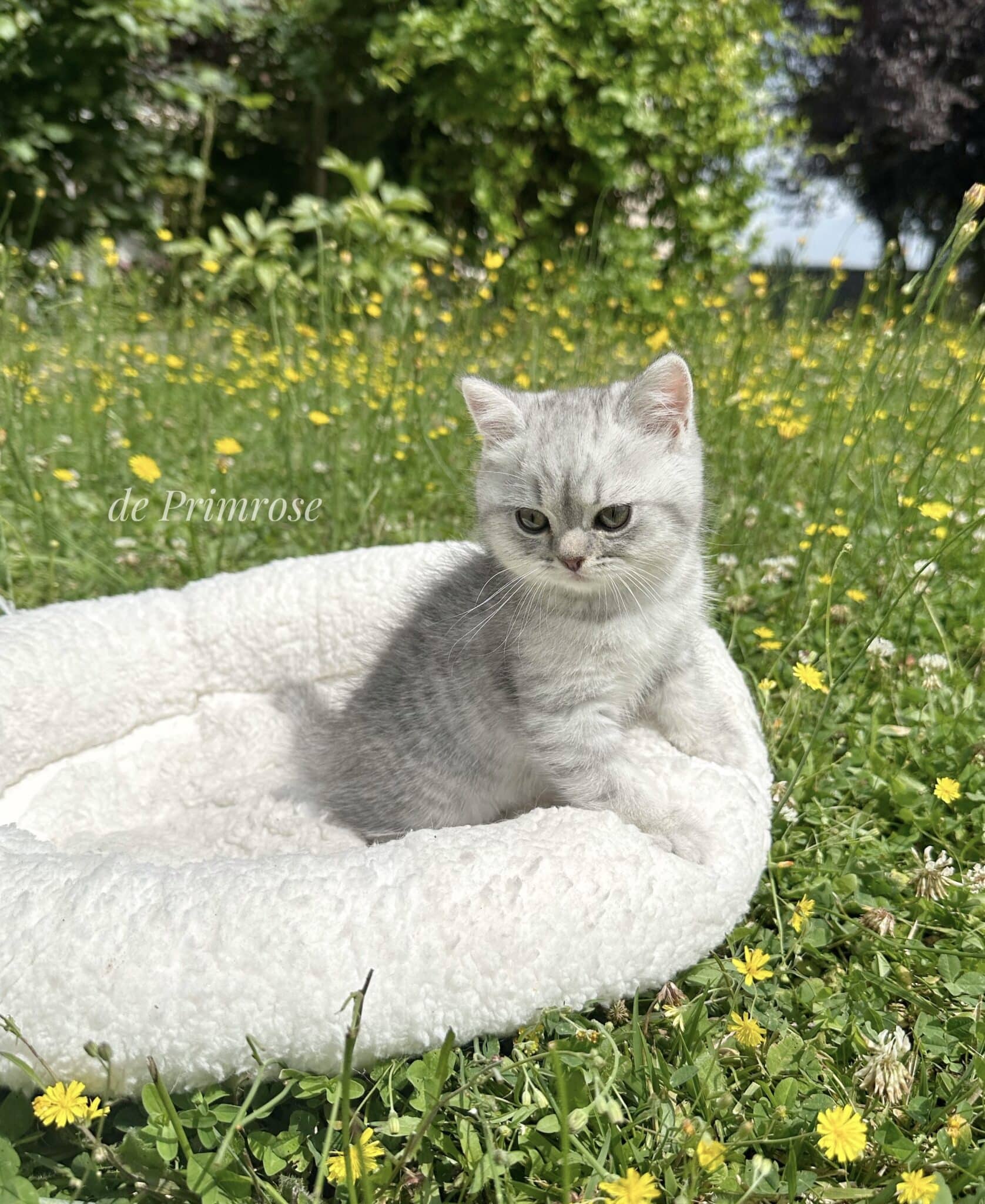 chatterie-british-shorthair