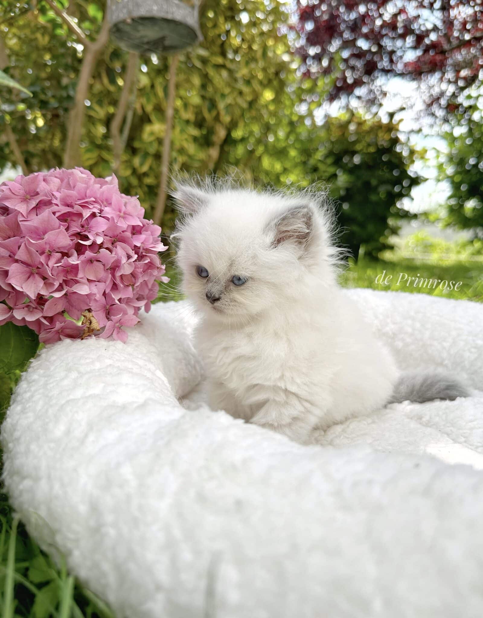 chatterie-british-shorthair