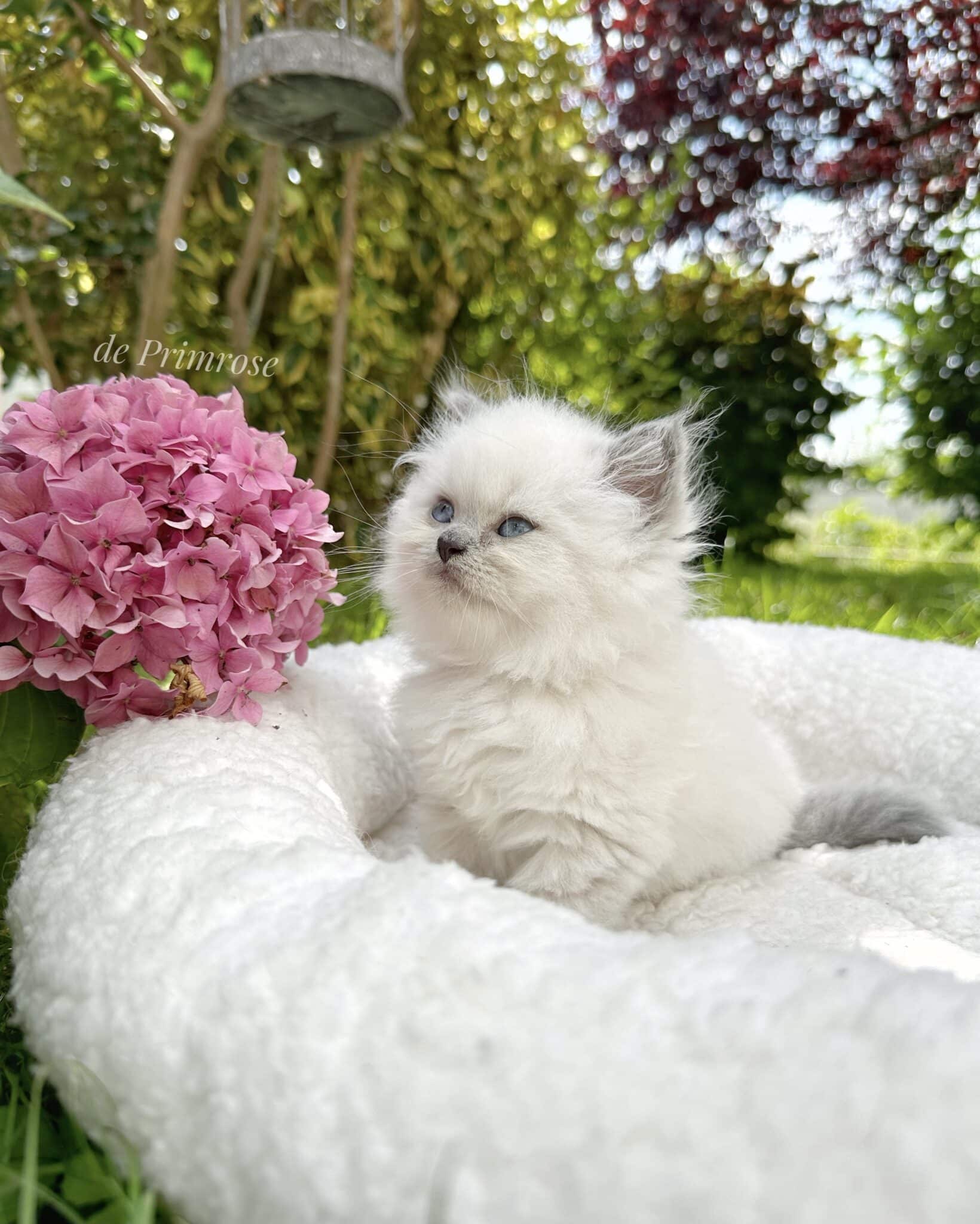 chatterie-british-shorthair