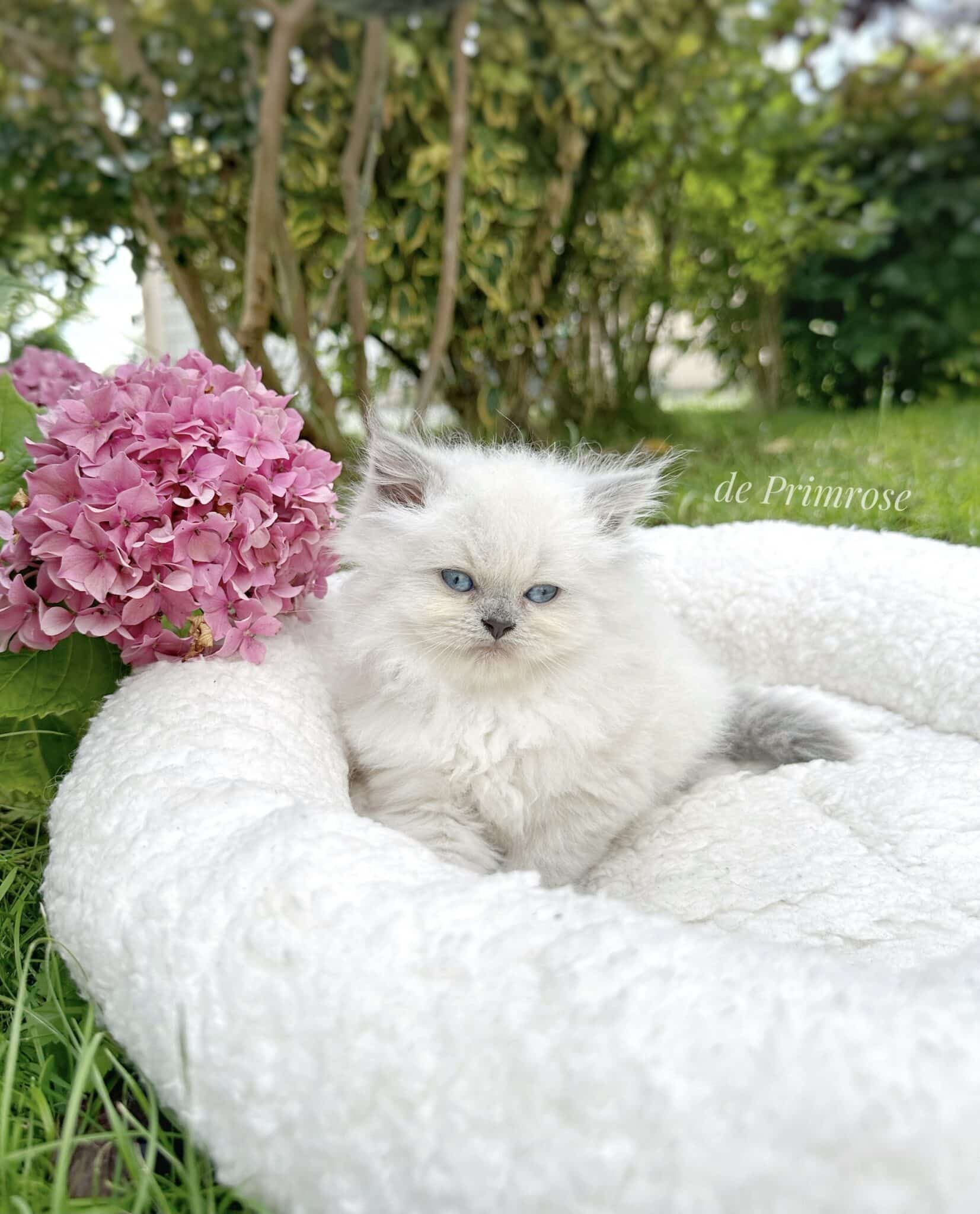 chatterie-british-shorthair