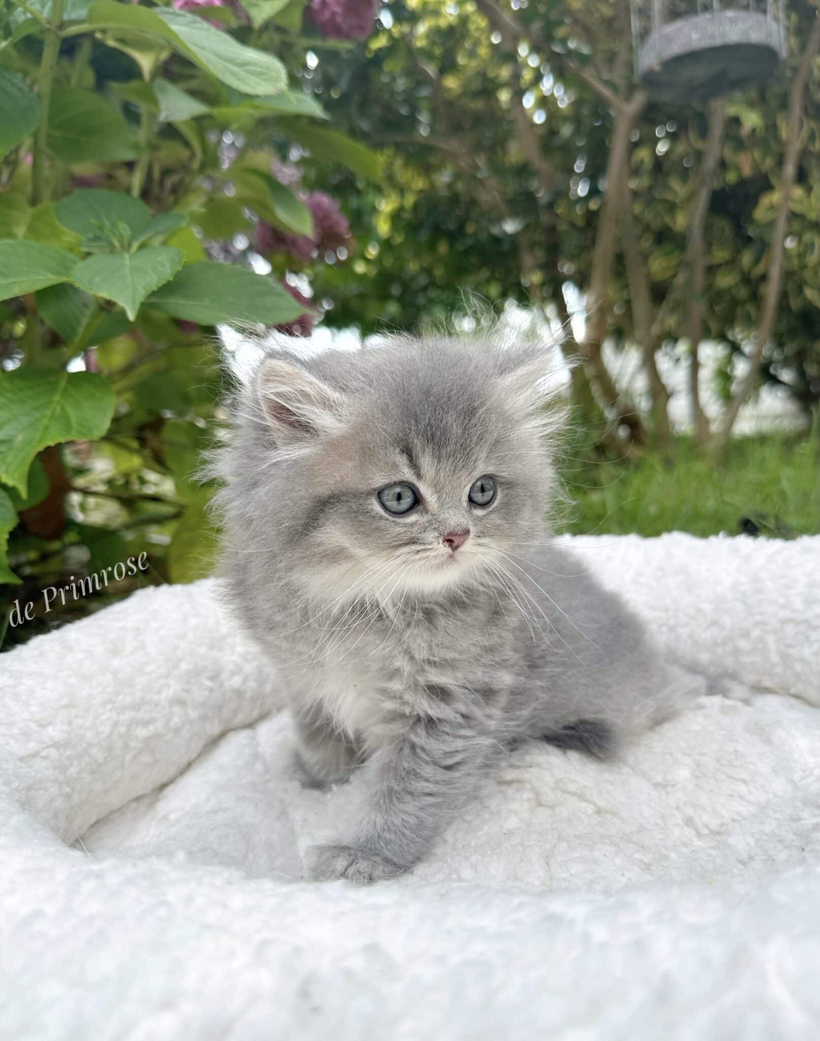 chatterie-british-shorthair