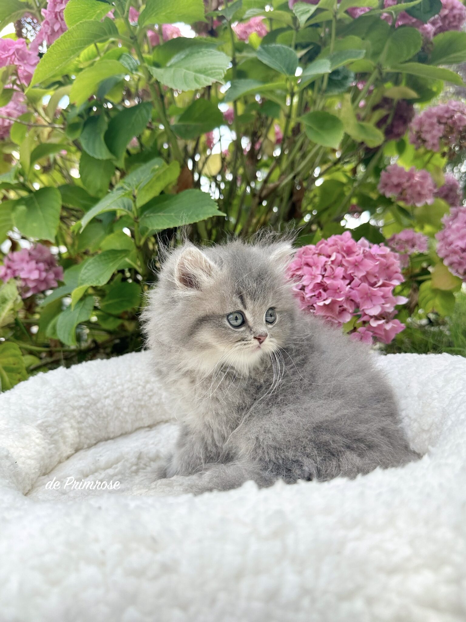 chatterie-british-shorthair